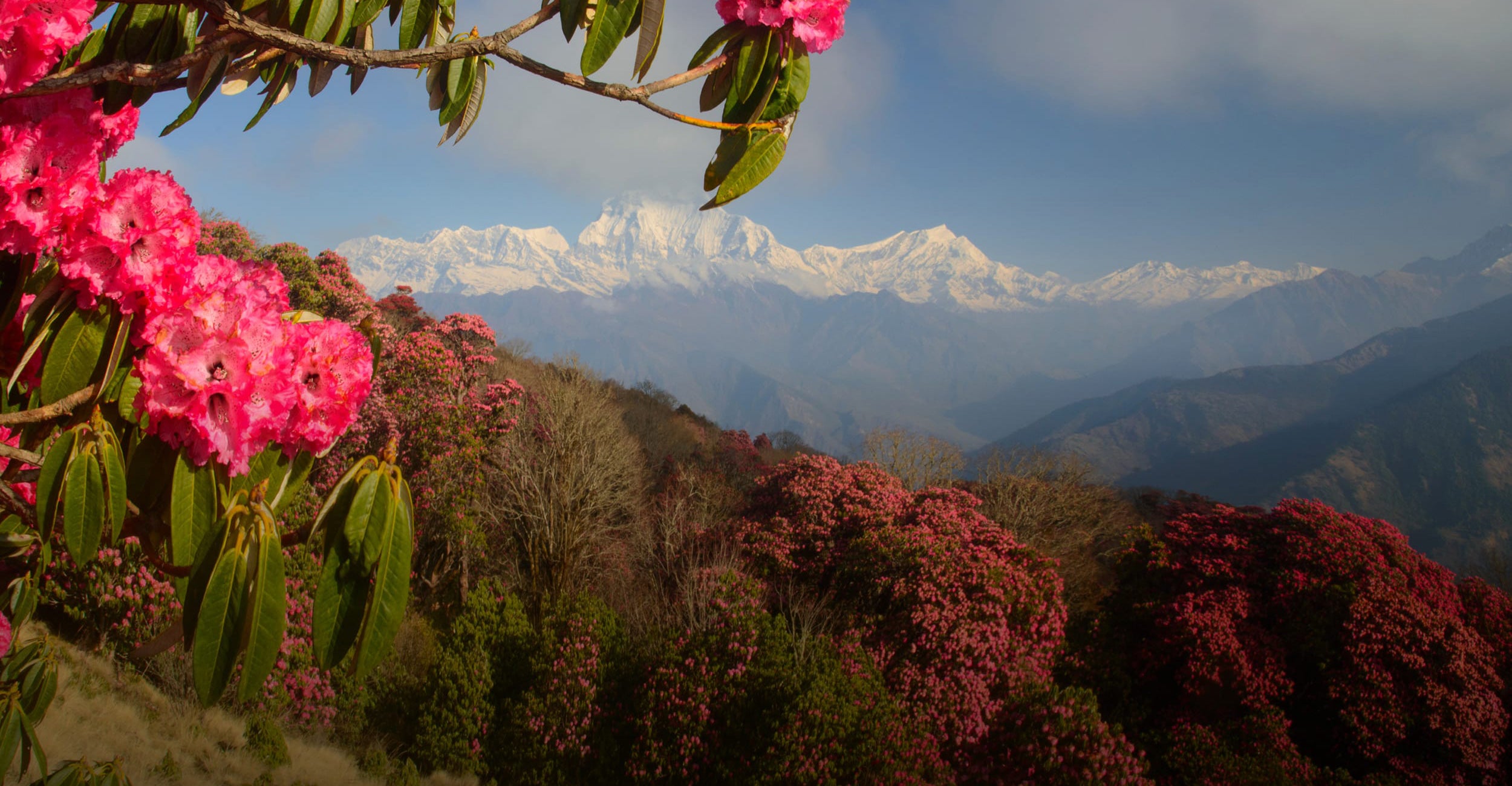 A scenic Nepal landscape photograph featuring vibrant pink rhododendron flowers in the foreground, with snow-capped mountain peaks and blue-gray valley ridges in the background.