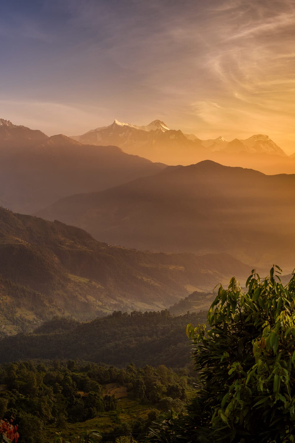 A scenic mountain landscape at sunrise or sunset, with layered dark green and brown ridges, a glowing golden sky, and a few snow-capped peaks in the distance. A leafy green tree is visible in the foreground on the right.