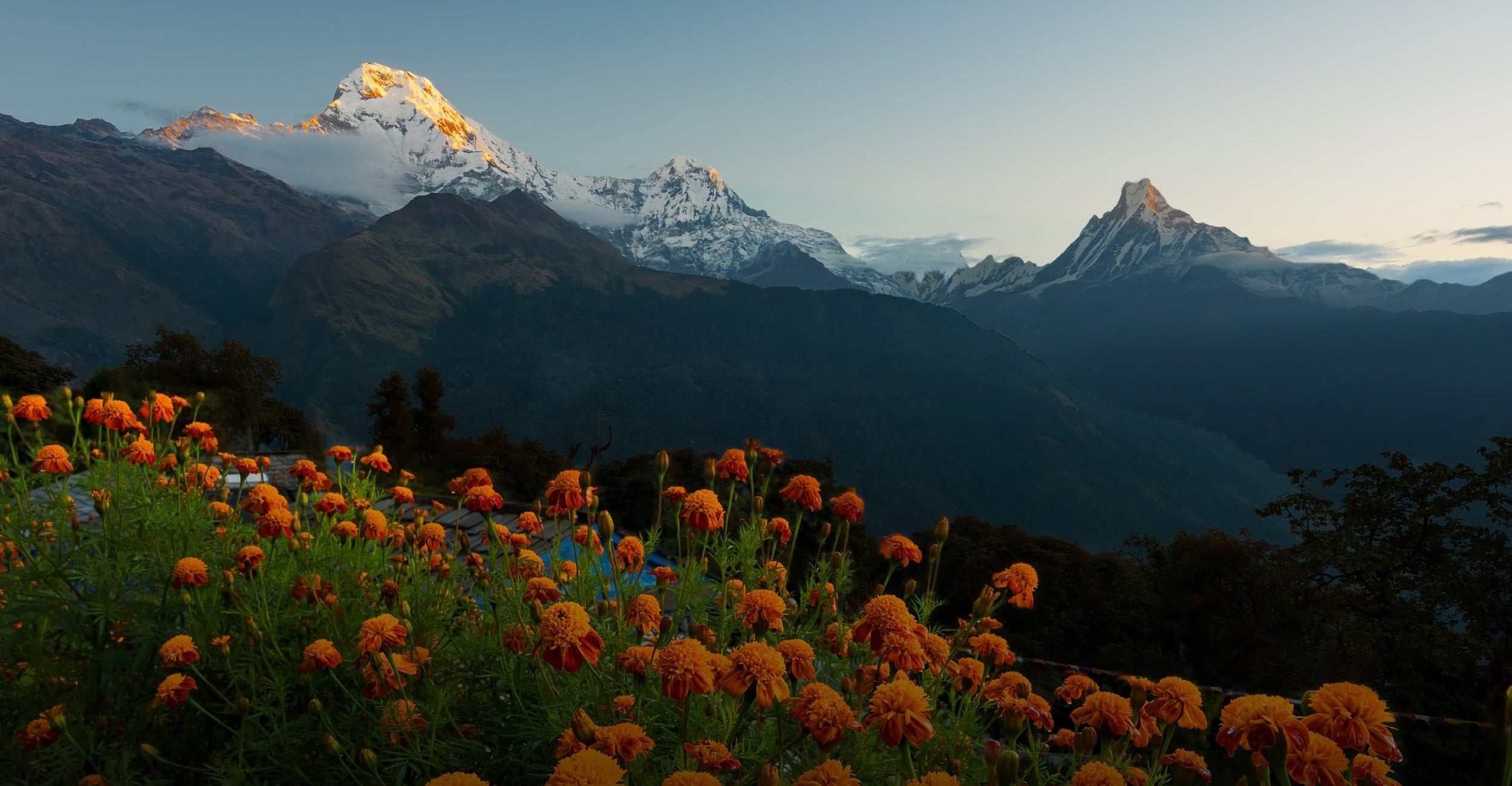 A scenic mountain landscape in Nepal with snow-capped peaks in the background and a foreground of dense orange flowers under a clear sky.