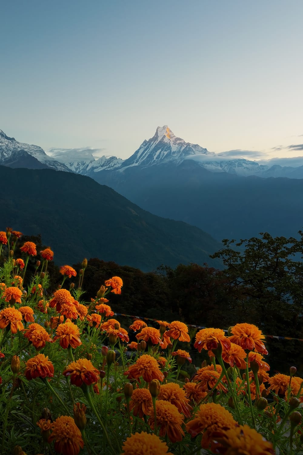 A scenic mountain landscape in Nepal with snow-capped peaks in the background and a foreground of dense orange flowers under a clear sky.