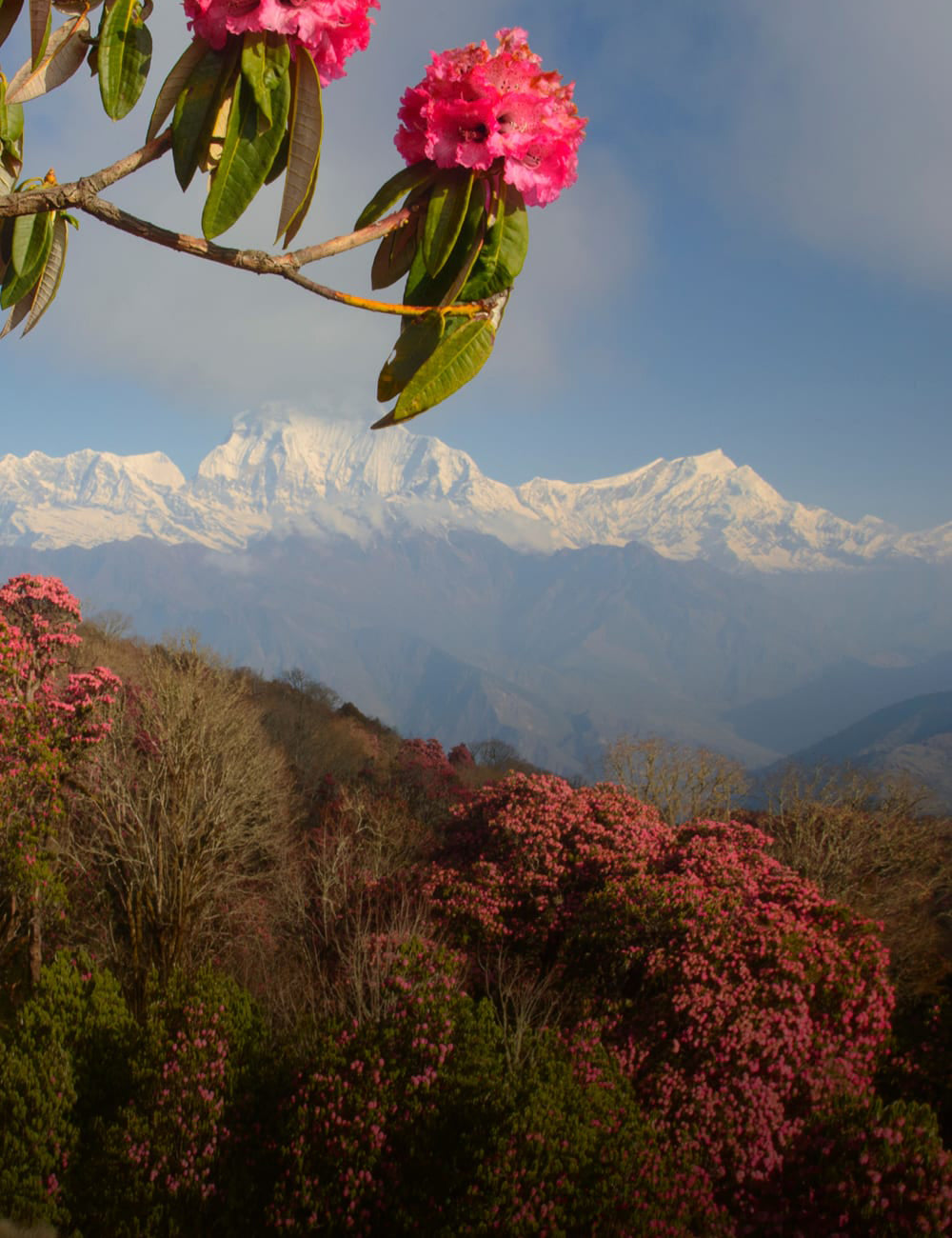 A scenic Nepal landscape photograph featuring a snow-capped mountain range in the background, with vibrant pink rhododendron flowers in the foreground and green leaves against a blue sky.